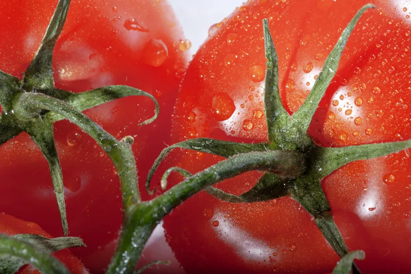 Vine tomatoes with water splash droplets on vibrant glossy red skin